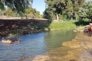 חורשת גדעון - בריכת גידעונה נחל חרוד