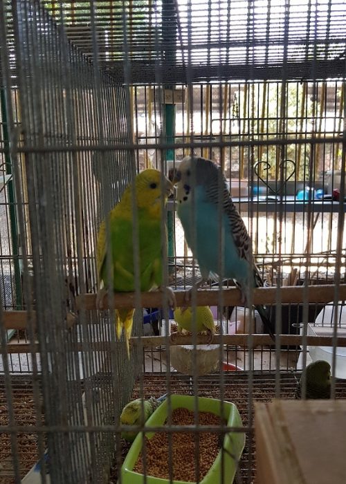 חוות התוכים בכפר הס