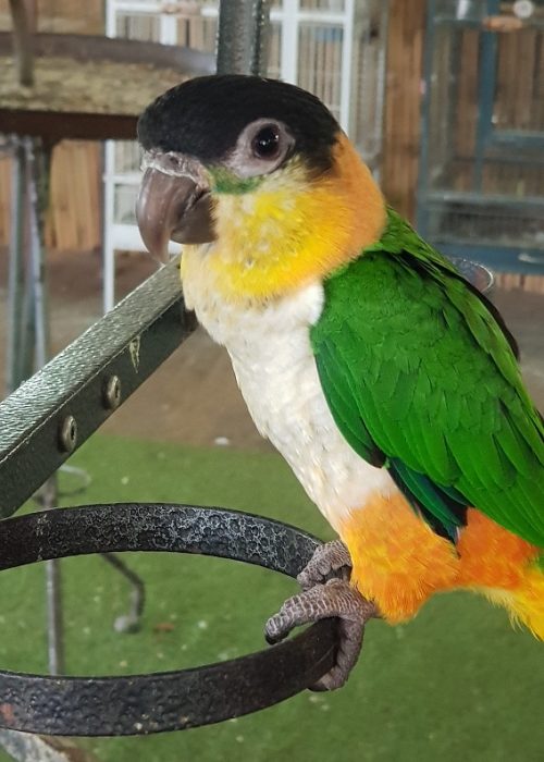 חוות התוכים בכפר הס