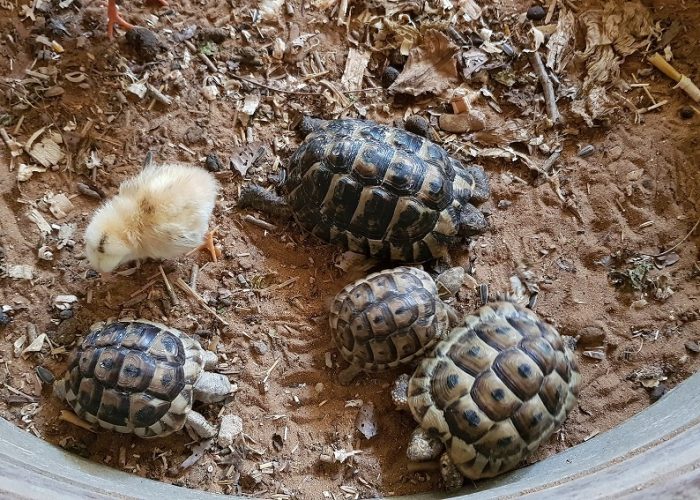 חוות התוכים בכפר הס