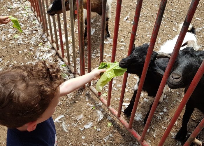חוות התוכים בכפר הס