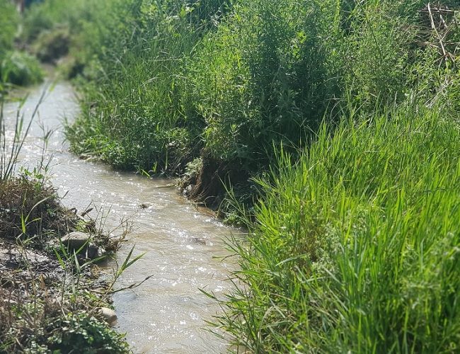 עין אביאל - נחל תנינים