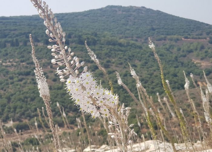 חצבים בתל יודפת