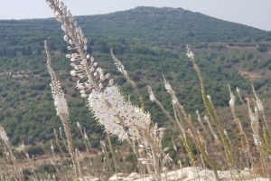 גן לאומי יודפת העתיקה - תל יודפת