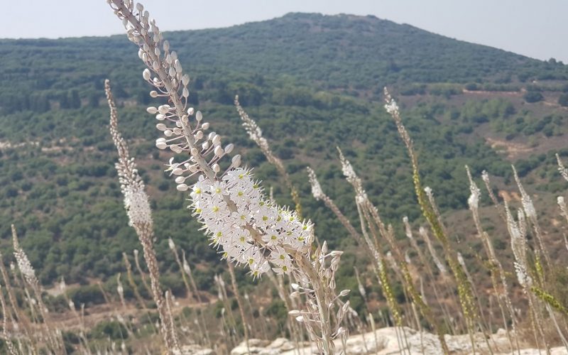 גן לאומי יודפת העתיקה - תל יודפת