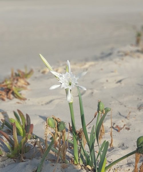 איפה מטיילים בסתיו – פריחת החצב, ציפורים נודדות והשלכת!