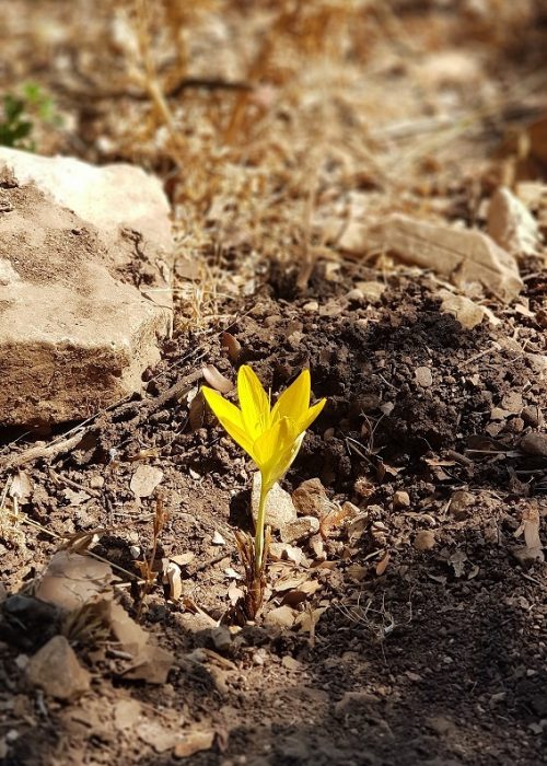 שביל הפסגה הר מירון