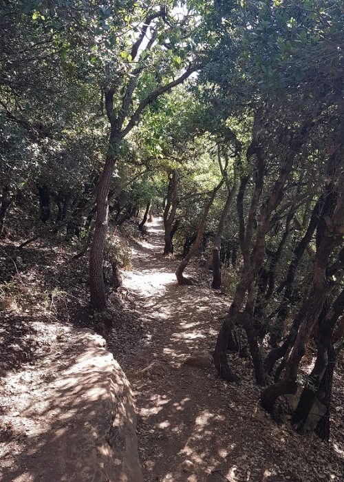 שביל הפסגה הר מירון