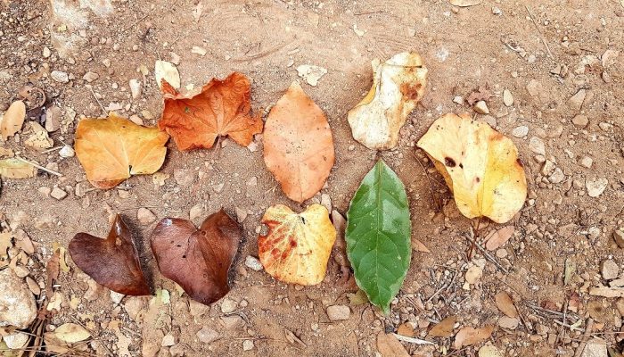 הצניר בנחל כלח – שוויצריה הקטנה פארק הכרמל