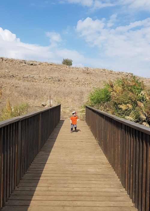 שמורת הטבע גמלא