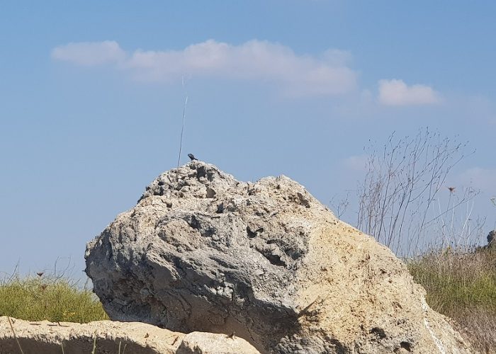 תל מיכל – טיול פריחה ותצפית על מרינה הרצליה