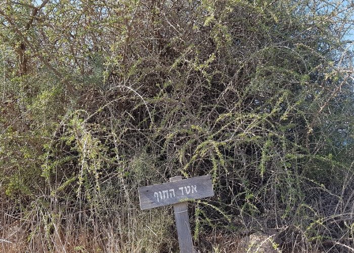 תל מיכל – טיול פריחה ותצפית על מרינה הרצליה