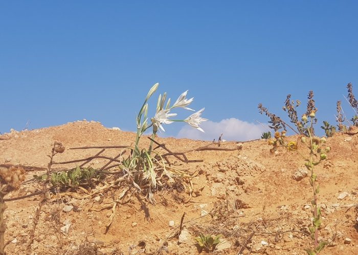 תל מיכל – טיול פריחה ותצפית על מרינה הרצליה
