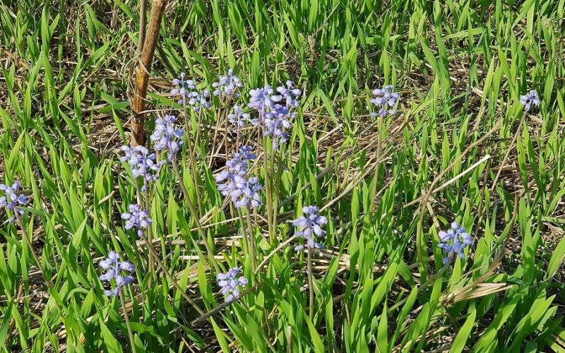 מערות אפקה - טיול פריחה לצד מערכות קבורה עתיקות