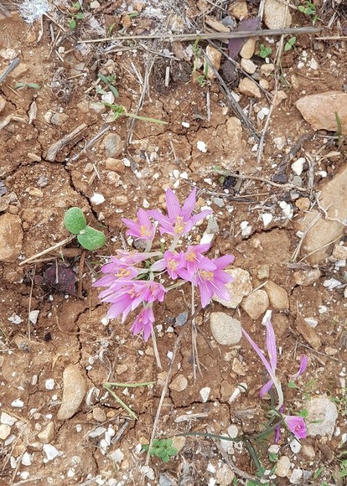 גן לאומי הר הרוח ודרך נוף נחל יתלה