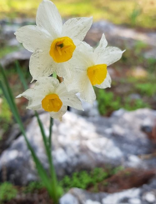 יער קרן הכרמל – שביל המערות וחורבת חרמש