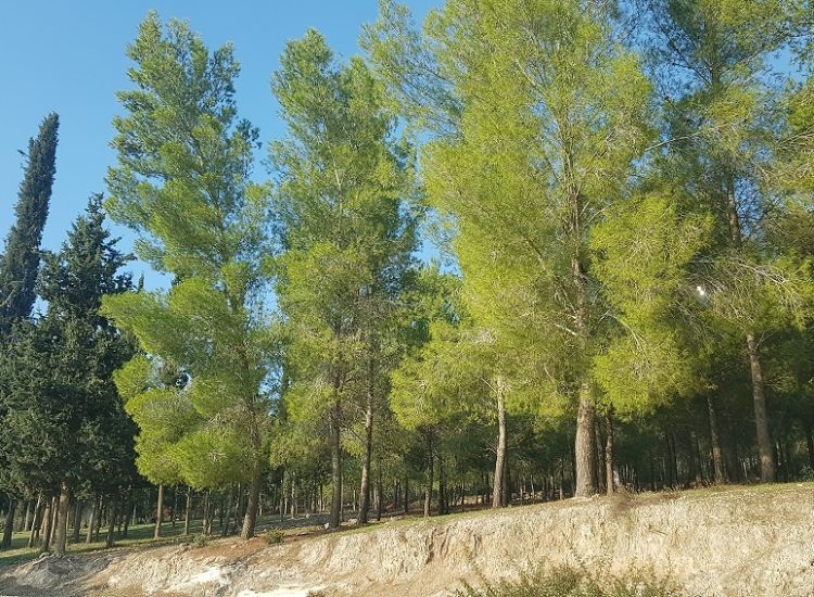 פארק בריטניה