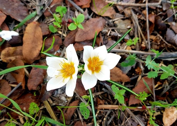 חרבת מדרס פארק עדולם צרפת