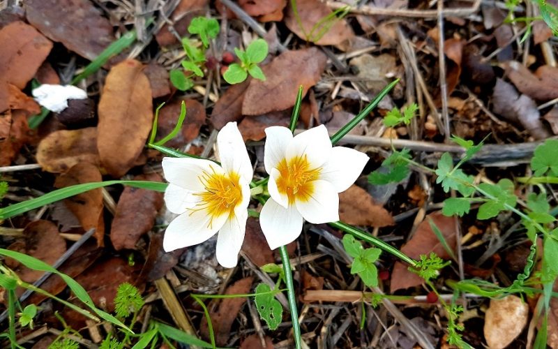 חרבת מדרס פארק עדולם צרפת