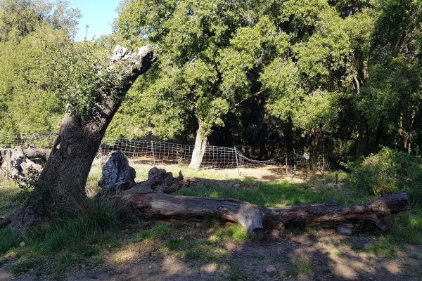 מסלול בחורשת הארבעים ומצוקי הארבעים – פארק הכרמל