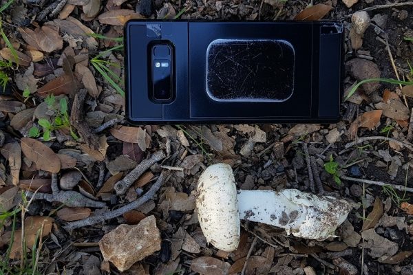 מסלול בחורשת הארבעים ומצוקי הארבעים – פארק הכרמל