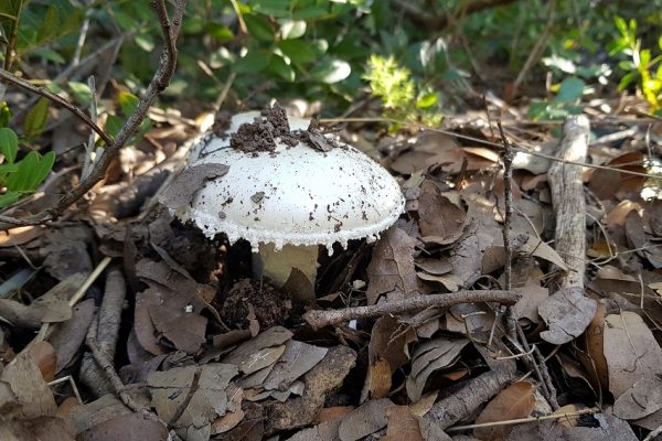 מסלול בחורשת הארבעים ומצוקי הארבעים – פארק הכרמל