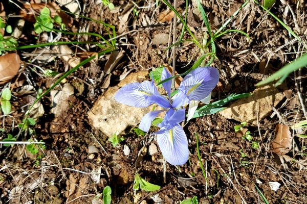 מסלול בחורשת הארבעים ומצוקי הארבעים – פארק הכרמל
