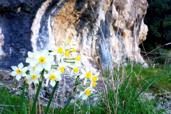 מסלול בחורשת הארבעים ומצוקי הארבעים – פארק הכרמל
