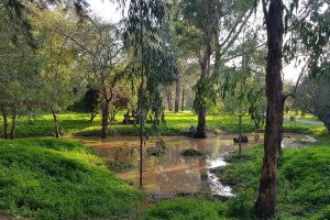 יער האילנות – גן בוטני יערני (ארבורטום) ומרכז מבקרים