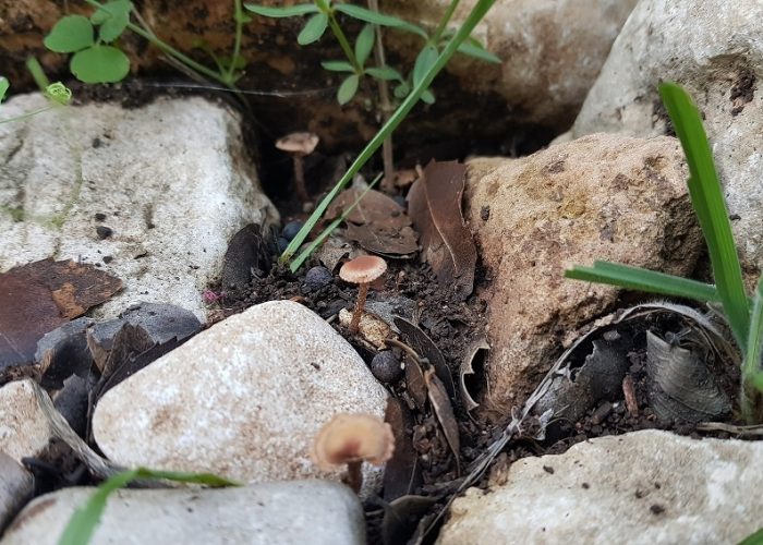 רכס אצבע ומערת אצבע בפארק הכרמל