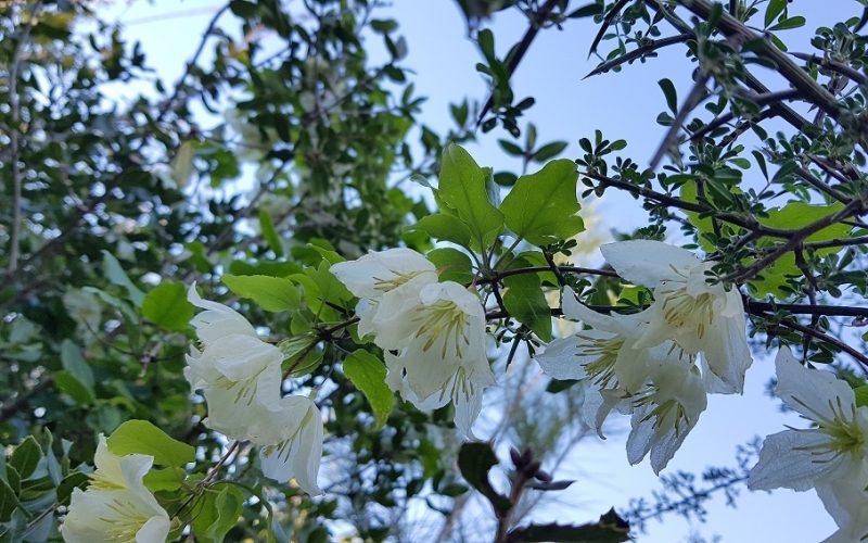 מסלול לחורבת רקית ותצפית הר שוקף – גן לאומי פארק הכרמל