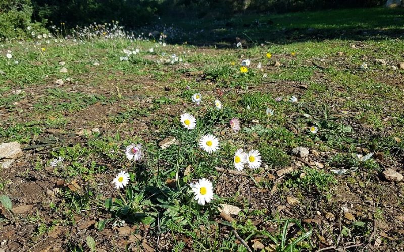 מסלול לחורבת רקית ותצפית הר שוקף – גן לאומי פארק הכרמל