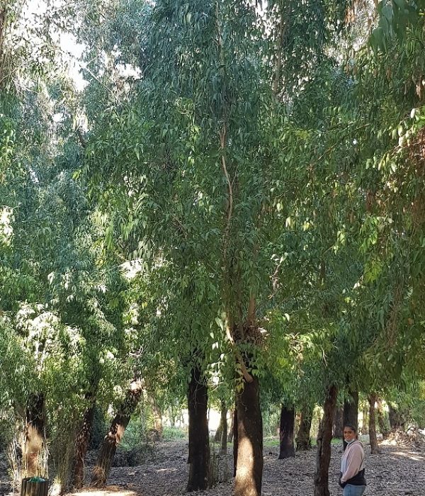 מסלול נחל גחר עליון בפארק רמת מנשה