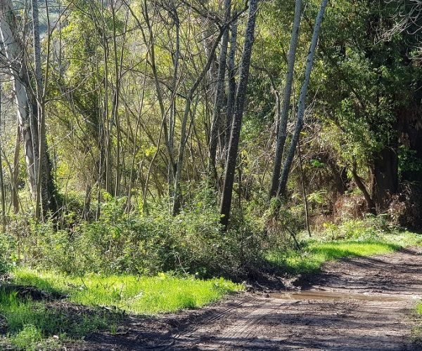 מסלול נחל גחר עליון בפארק רמת מנשה