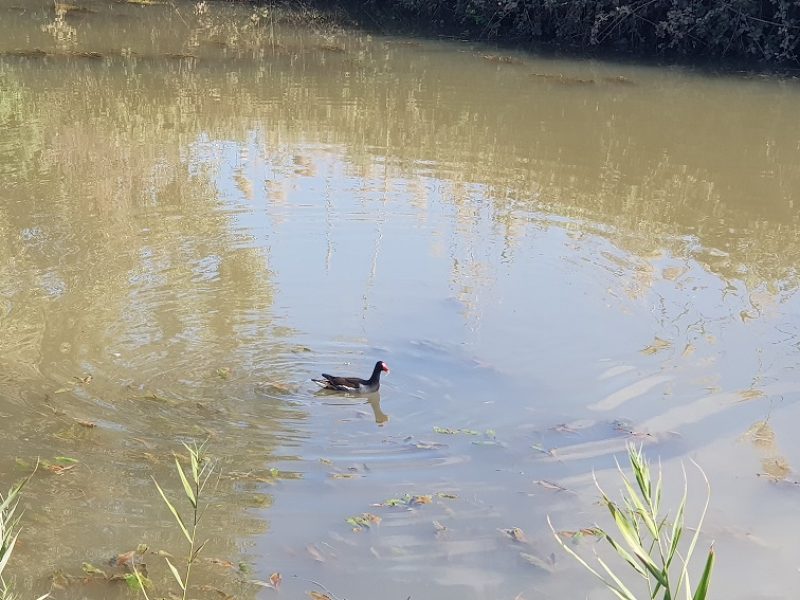 מסלול שביל נחל נעמן