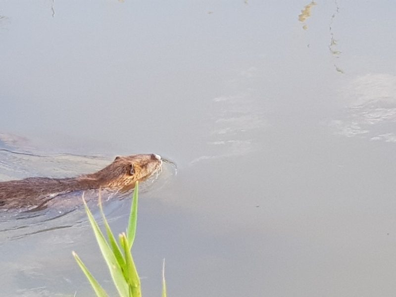 מסלול שביל נחל נעמן