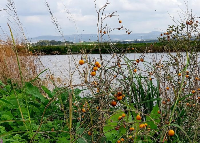 מאגר המים מאחורי שכונת גבעת הרקפות בקרית ביאליק – טיול קצר