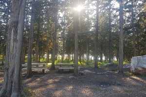 דרך נוף יערות ציפורי – דרך נוף יער קרית אתא