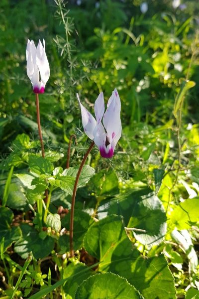 דרך נוף יערות ציפורי – דרך נוף יער קרית אתא