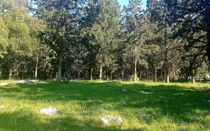 דרך נוף יערות ציפורי – דרך נוף יער קרית אתא