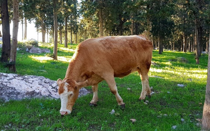 דרך נוף יערות ציפורי – דרך נוף יער קרית אתא