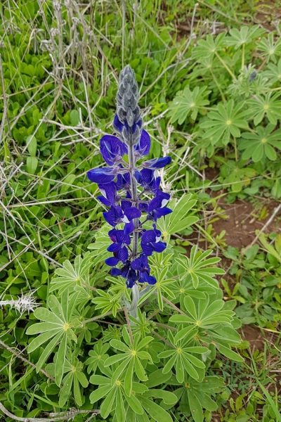 6 מקומות שתוכלו לראות את פריחת התורמוסים בטבע