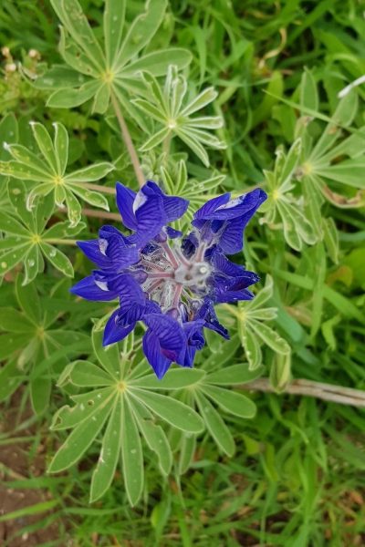 6 מקומות שתוכלו לראות את פריחת התורמוסים בטבע