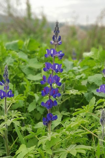 6 מקומות שתוכלו לראות את פריחת התורמוסים בטבע