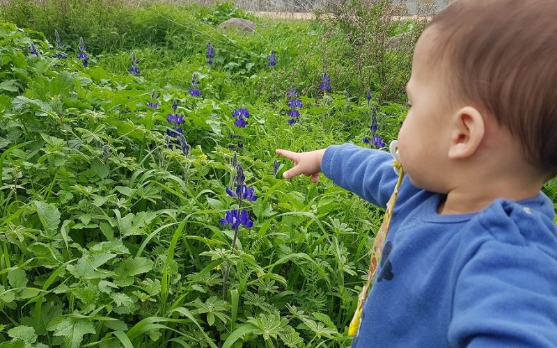 6 מקומות שתוכלו לראות את פריחת התורמוסים בטבע