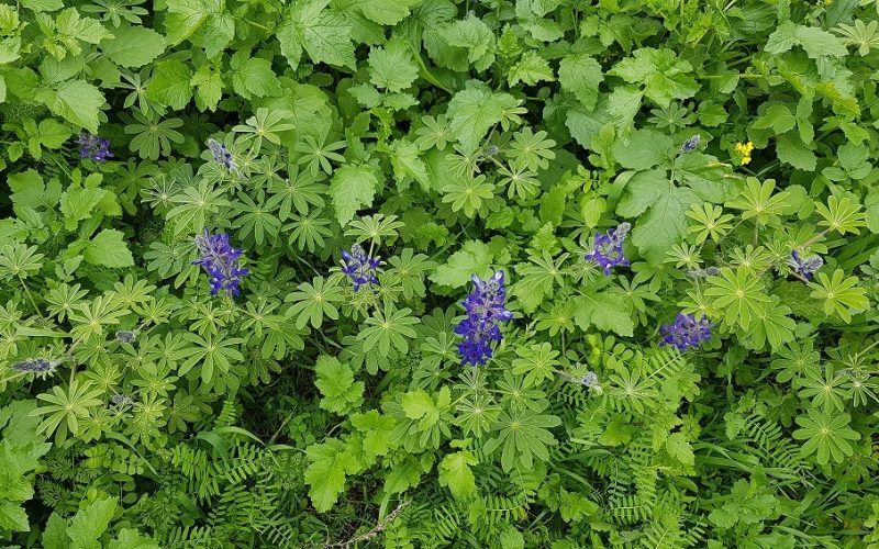 6 מקומות שתוכלו לראות את פריחת התורמוסים בטבע