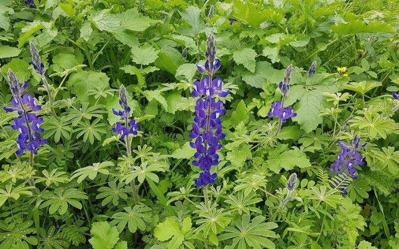 6 מקומות שתוכלו לראות את פריחת התורמוסים בטבע