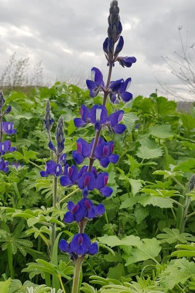 6 מקומות שתוכלו לראות את פריחת התורמוסים בטבע