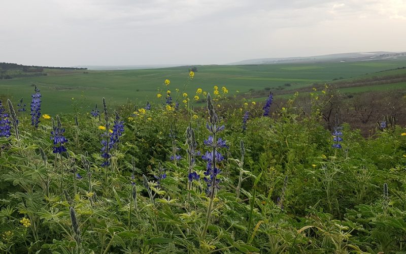 6 מקומות שתוכלו לראות את פריחת התורמוסים בטבע