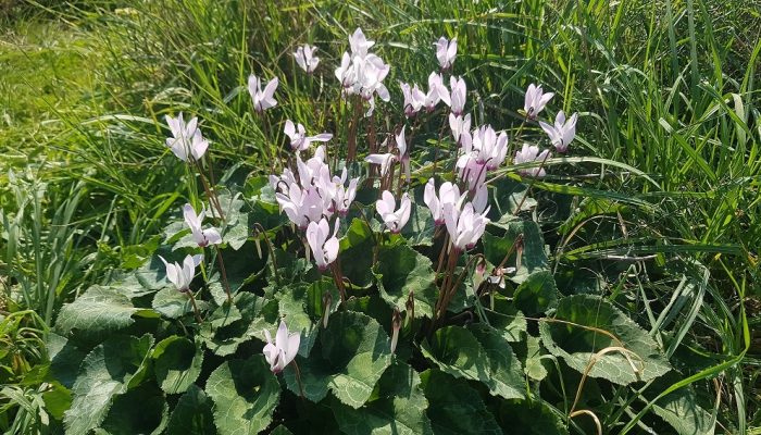 גבעת הפרחים בין מעגן מיכאל לפארק מעיין הצבי – רכס כורכר